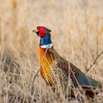 Monster Muley Outfitters Upland Game Bird Hunt