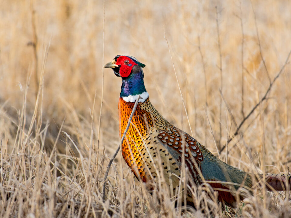 Monster Muley Outfitters Upland Game Bird Hunt