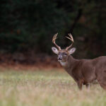 Monster Muley Outfitters white tail deer hunt