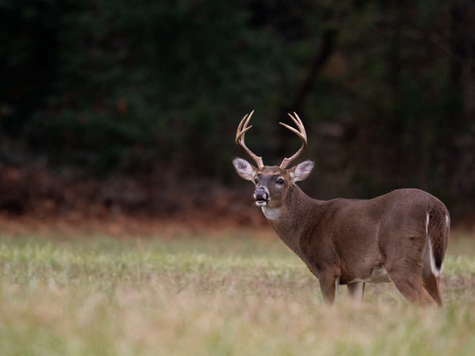 Monster Muley Outfitters white tail deer hunt