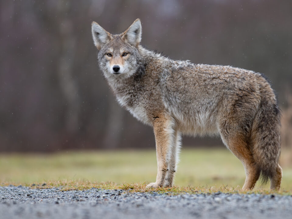 Monster Muley Outfitters coyote hunt