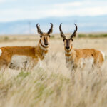 Monster Muley Outfitters pronghorn antelope hunt