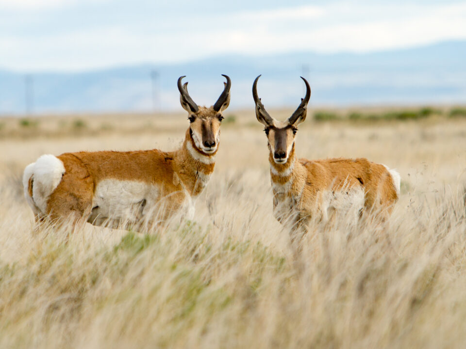 Monster Muley Outfitters pronghorn antelope hunt