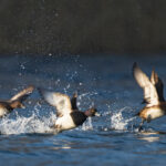 Monster Muley Outfitters upland game bird hunt