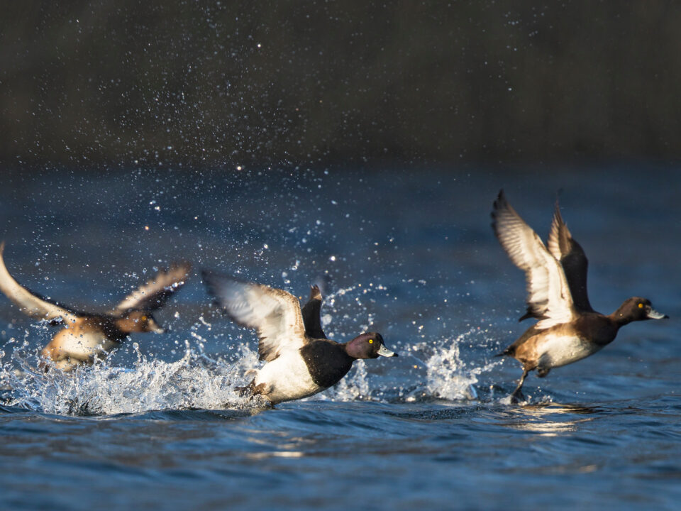 Monster Muley Outfitters upland game bird hunt