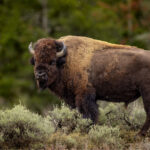Monster Muley Outfitters buffalo bison hunt