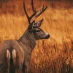 Monster Muley Outfitters mule deer hunt