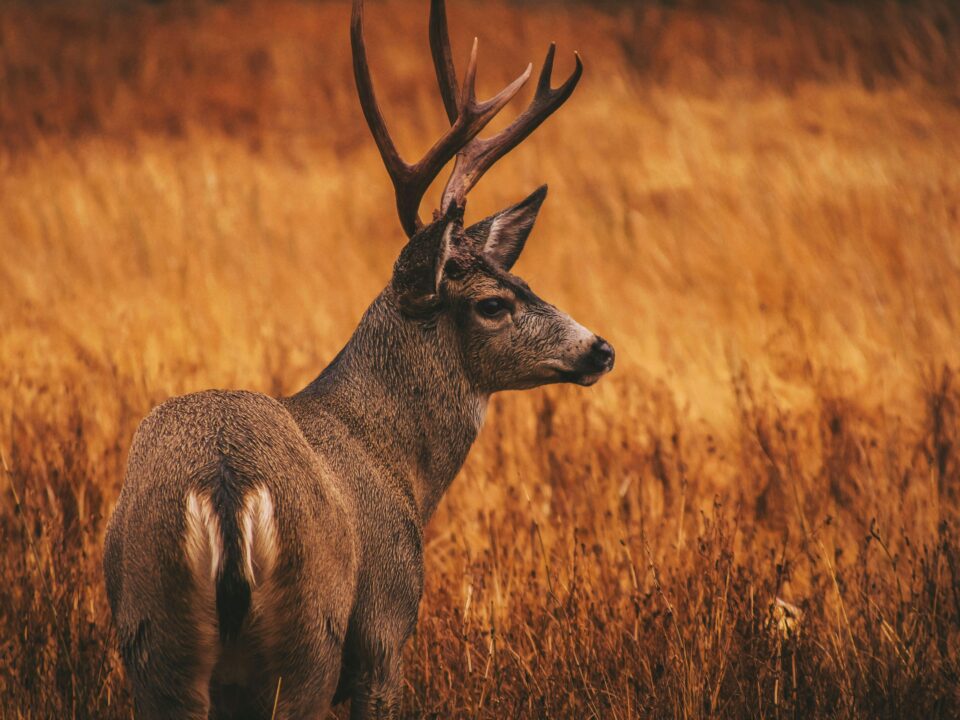Monster Muley Outfitters mule deer hunt
