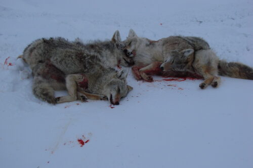 Monster Muley Outfitters