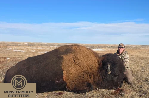 Monster Muley Outfitters Buffalo Bison Hunt
