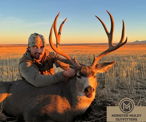 Monster Muley Outfitters Mule Deer Hunt